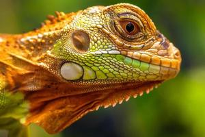 close up de super cabeça de iguana vermelha foto