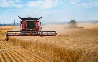 combinar colheitadeira trabalhando em a trigo campo. a agrícola setor foto