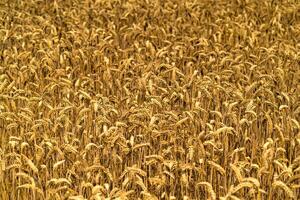 dourado trigo campo e ensolarado dia. amarelo grão pronto para colheita crescendo dentro Fazenda campo foto