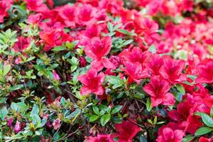 vibrante vermelho azálea flores florescendo no meio exuberante verde folhagem. foto