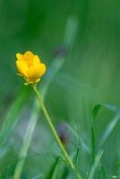 solteiro amarelo botão de ouro flor contra uma suave verde fundo. foto