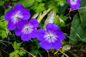 vibrante roxa flores silvestres com delicado pétalas contra uma exuberante verde folhagem fundo. foto