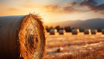 ai gerado dourado trigo rolos dentro prados debaixo a verão pôr do sol gerado de ai foto