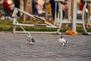 lado Visão do Pombo empoleirado em a terra dentro a cidade em borrado fundo durante a dia foto