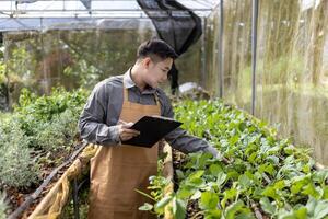 ásia local agricultor crescendo salada alface e verificação crescimento taxa dentro a politúnel estufa usando orgânico solo aproximação para família próprio o negócio e colheita alguns para venda foto