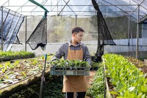 ásia local agricultor crescendo salada alface dentro estufa politúnel usando orgânico solo aproximação para família próprio o negócio e colheita alguns para venda foto