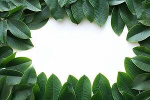 ai gerado frondoso fronteira beleza verde plumeria folha quadro, Armação em branco fundo foto