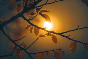 ai gerado Visão iluminado pelo sol árvore galhos dentro outono silhueta, criando uma tranquilo imagem foto