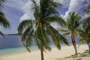 surpreendente tropical de praia com grande Palma árvores dentro Preto ilha foto