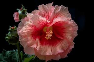 ai gerado malva-rosa - Alcea - flor nativo para vários partes do Europa e Ásia - conhecido para seus alta espigões do floresce dentro tons do rosa, branco, e amarelo. uma símbolo do fertilidade foto