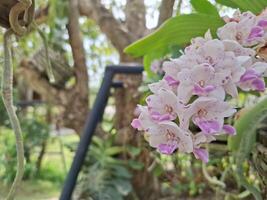 cenário do uma ramalhete do pequeno branco e roxa orquídeas foto