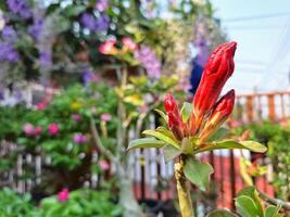 flor jardim dentro a casa foto