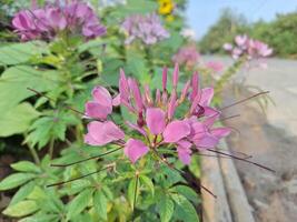 cenário do roxa flores dentro a parque foto