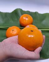 mago do fruta dentro criança mão, laranja , isolar foto