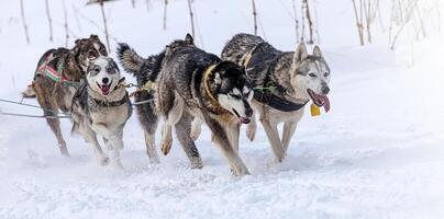 cachorros dentro arreios puxar uma trenó competições dentro inverno em Kamchatka foto