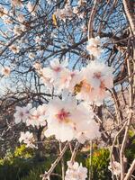 branco flores em ramo dentro Primavera foto