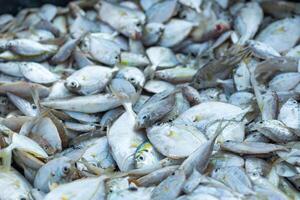 pilhas do fresco mar peixe apanhado de pescadores dentro a manhã e vendido às a local mercado em a de praia foto