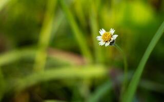 tridax procumbens flores este crescer em a praia, imagem do selvagem flores foto