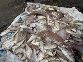 vários tipos do peixe mercadoria estão colocada em uma branco cortina dentro uma mercado foto