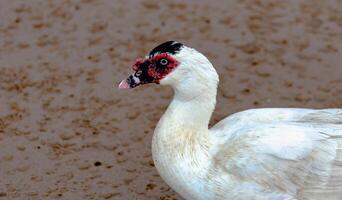 Cairina Moschata - doméstico muscovy Pato com vermelho face foto