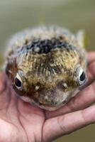 água salgada peixe - baiacu peixe dentro mão foto