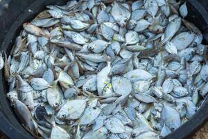 pilhas do fresco mar peixe apanhado de pescadores dentro a manhã e vendido às a local mercado em a de praia foto