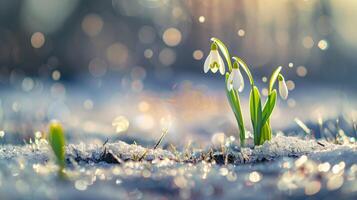 ai gerado bandeira Flor snowdrops em uma compensação dentro a neve dentro primavera, Primavera conceito, natureza despertar foto