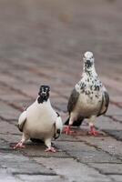 lado Visão do Pombo empoleirado em a terra dentro a cidade em borrado fundo durante a dia foto