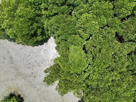 floresta de mangue verde com luz solar da manhã. ecossistema de mangue. sumidouros naturais de carbono. os manguezais capturam o CO2 da atmosfera. ecossistemas de carbono azul. os manguezais absorvem as emissões de dióxido de carbono. foto