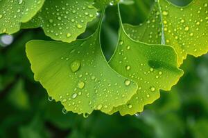 ai gerado avenca ou ginkgo biloba folhas. cura plantar dentro tradicional chinês remédio foto