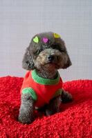 adorável Preto poodle cachorro sentado em vermelho cama com amor forma adesivos em dele pele para dia dos namorados dia conceito. foto