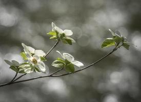 flores de dogwood, yosemite foto