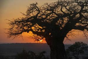 árvore baobá no pôr do sol, tanzânia foto