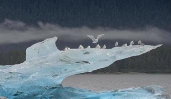 gaivotas empoleiradas no iceberg, braço endicott, Alaska foto