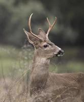 veado de cauda preta foto