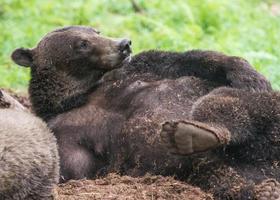 urso marrom preguiçoso, Alaska foto