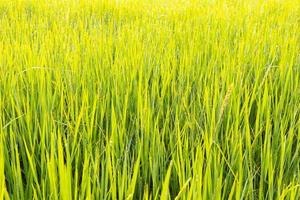 bokeh de campo de arroz verde pela manhã foto