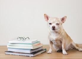 sonolento Castanho chihuahua cachorro sentado com pilha do livros e Óculos em de madeira mesa e branco fundo. foto