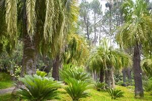 tropical palma.selva exótico plantar fundo. foto