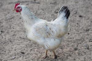 caseiro comum frango anda em por aí a quintal. foto