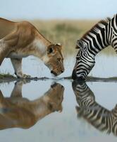 ai gerado uma leoa e uma zebra lambendo a superfície do a água foto