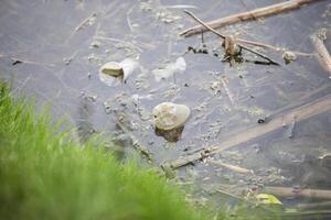 plástico garrafas dentro a lago. de Meio Ambiente poluição foto