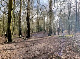 uma vista da zona rural de cheshire em peckforton foto