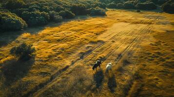 ai gerado cavalos estão caminhando livremente em a verde Prado às pôr do sol. foto