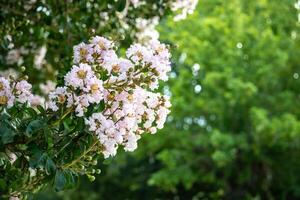 luz Rosa flores do lagerstroemia indica. comumente chamado Júpiter árvore. foto