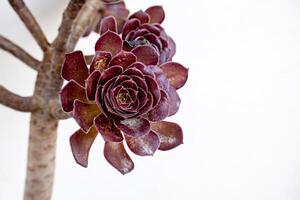 fechar acima tiro do aeonium arbóreo var. atropurpureu. foto