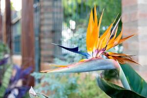 estrelitzia reginae dentro a jardim do uma casa. foto