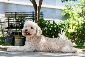 pequeno branco cachorro em repouso em a terra perto uma vegetal Fazenda. foto