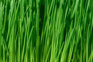 verde trigo brotos com água gotas foto