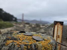 aranha rede foco com pano de fundo do dourado portão ponte san francisco Califórnia foto